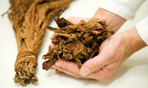 Tobacco leaves for snus