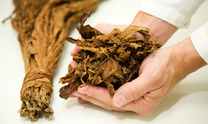 Tobacco leaves for snus